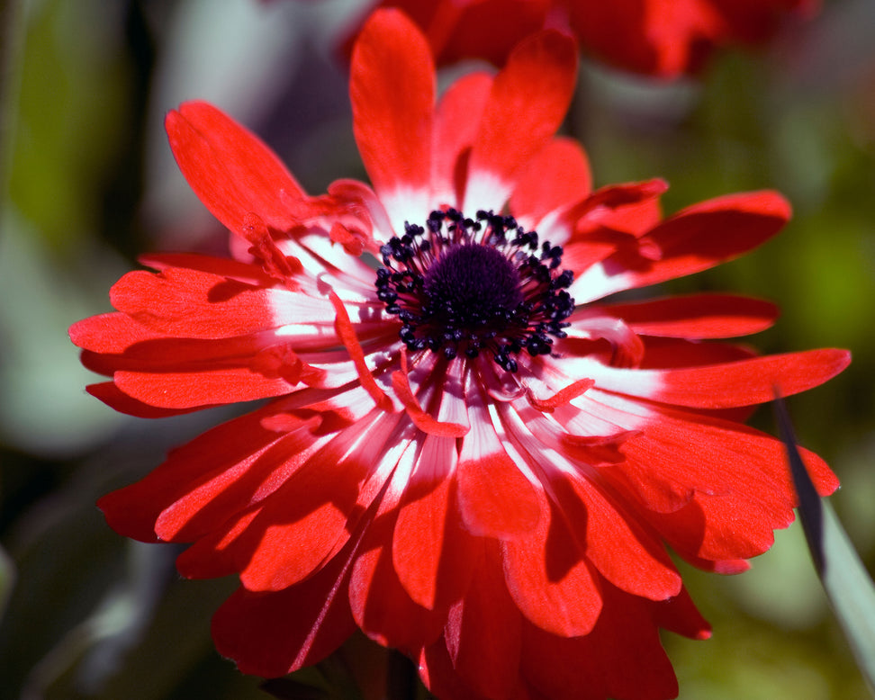 Anemone 'Governor'