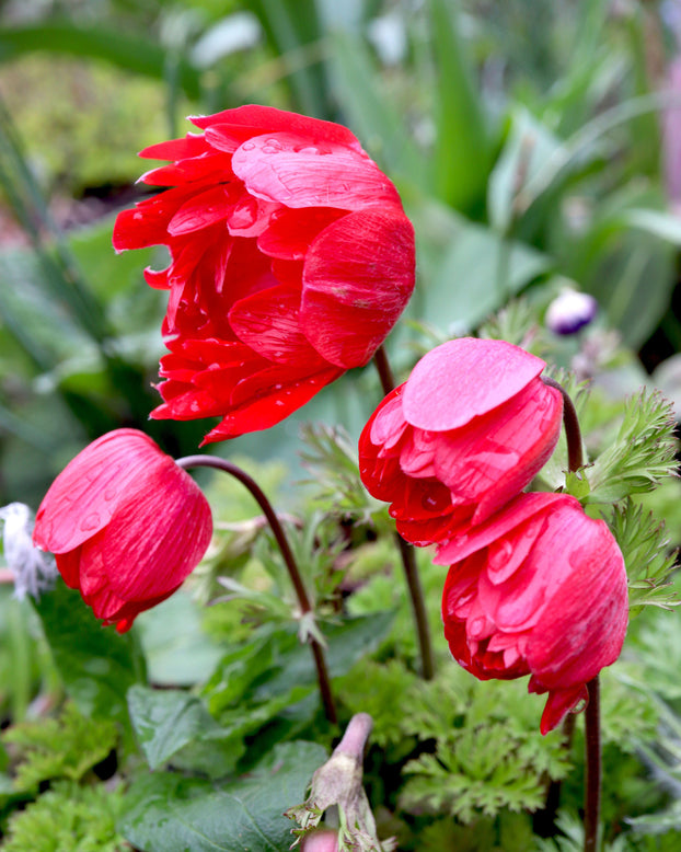 Anemone 'Governor'