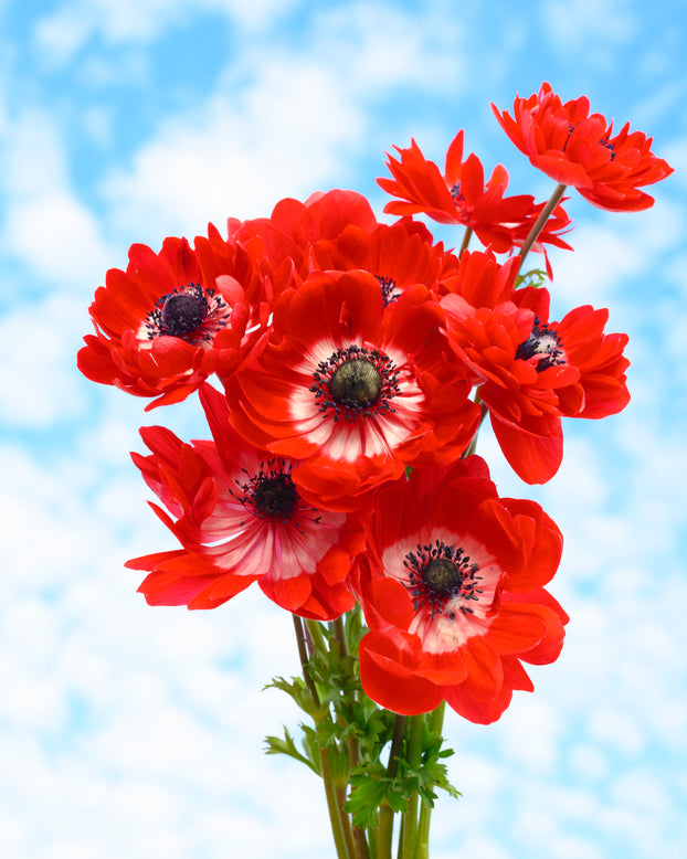 Anemone 'Governor'