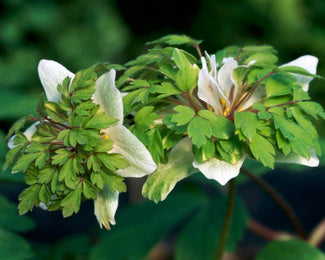 Anemone 'Green Fingers'
