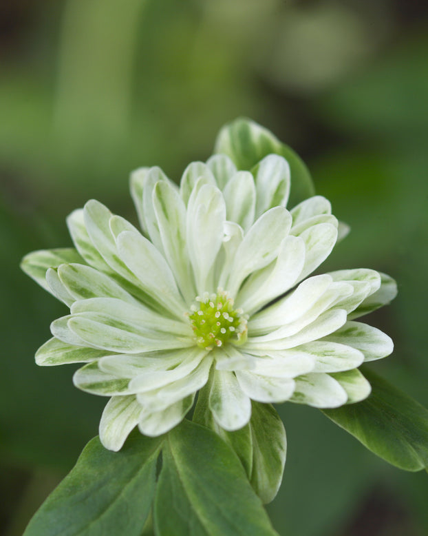 Anemone 'Green Fingers'