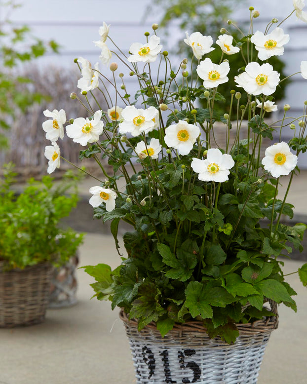 Anemone 'Honorine Jobert'