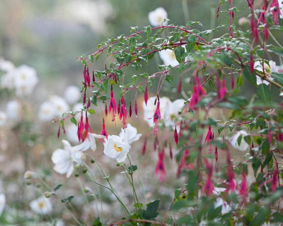 Anemone 'Honorine Jobert'