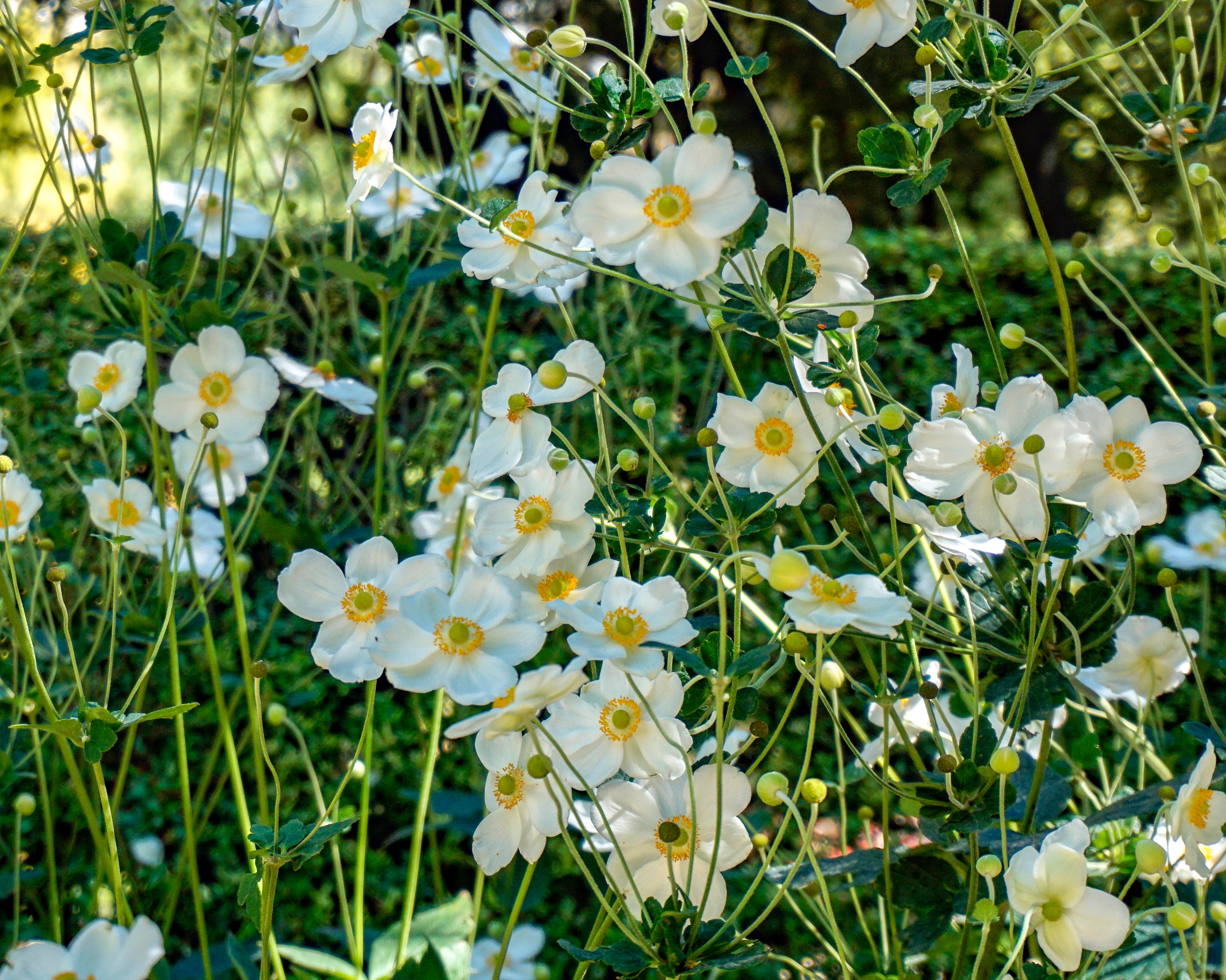 Anemone Hybrida Honorine Jobert Bare Roots Buy White Japanese anemone-hybrida-honorine-jobert-bare-roots-buy-white-japanese