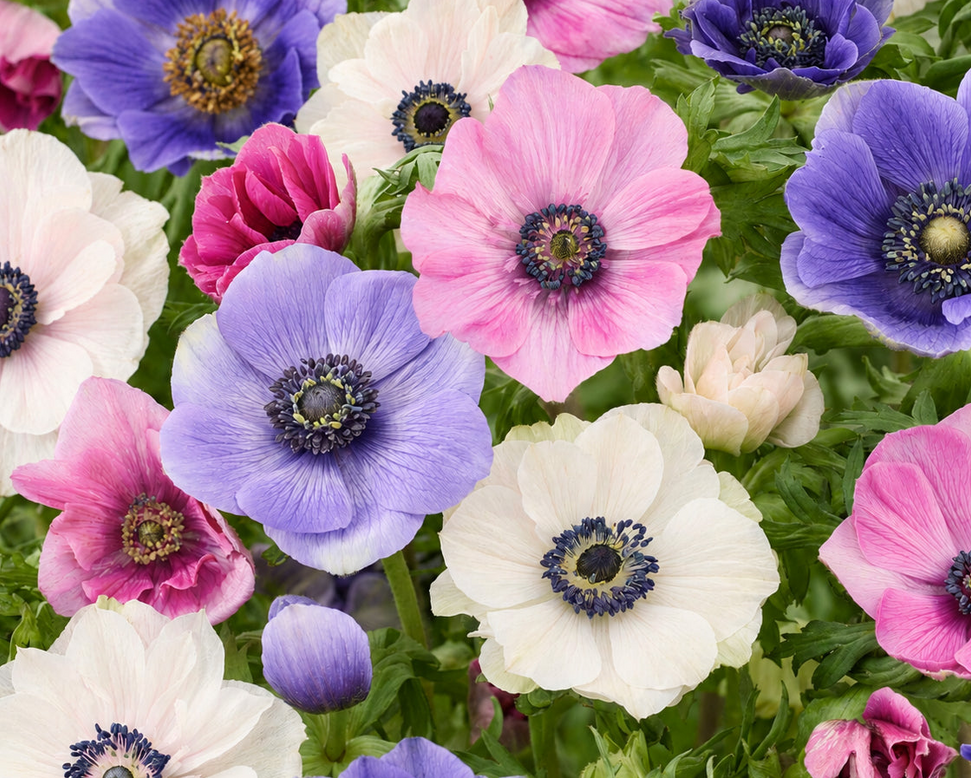 Anemone 'Languedoc Mix'