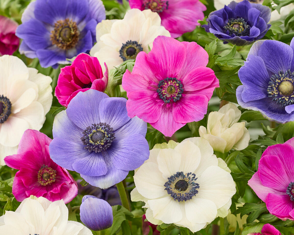Anemone 'Languedoc Mix'