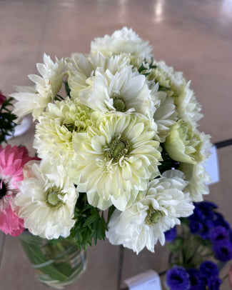 Anemone 'Levante® Bianco'