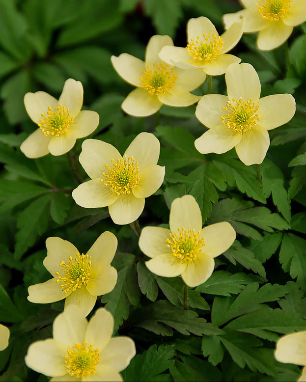 Anemone × lipsiensis