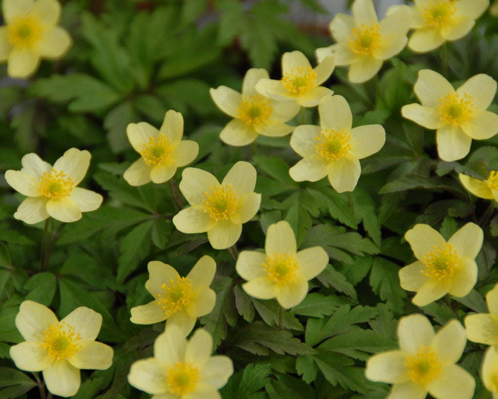 Anemone × lipsiensis