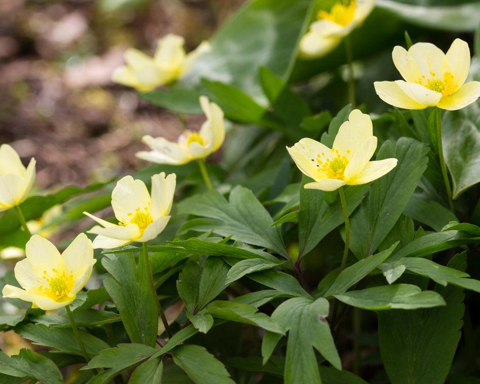 yellow wood anemone