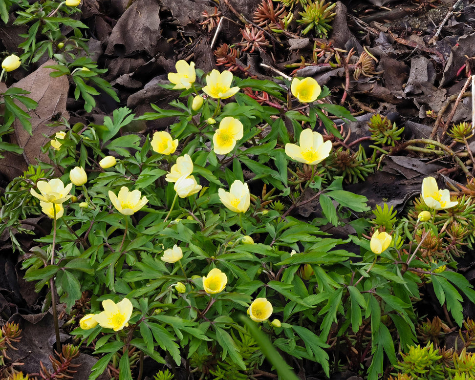 Anemone × lipsiensis