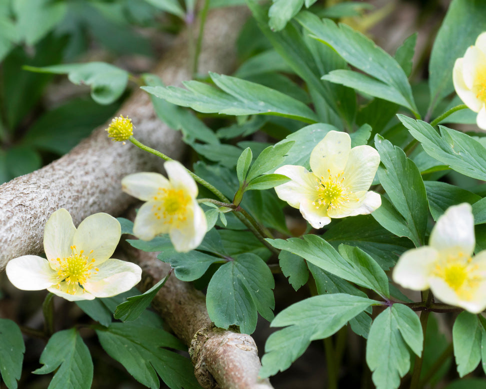 Anemone × lipsiensis