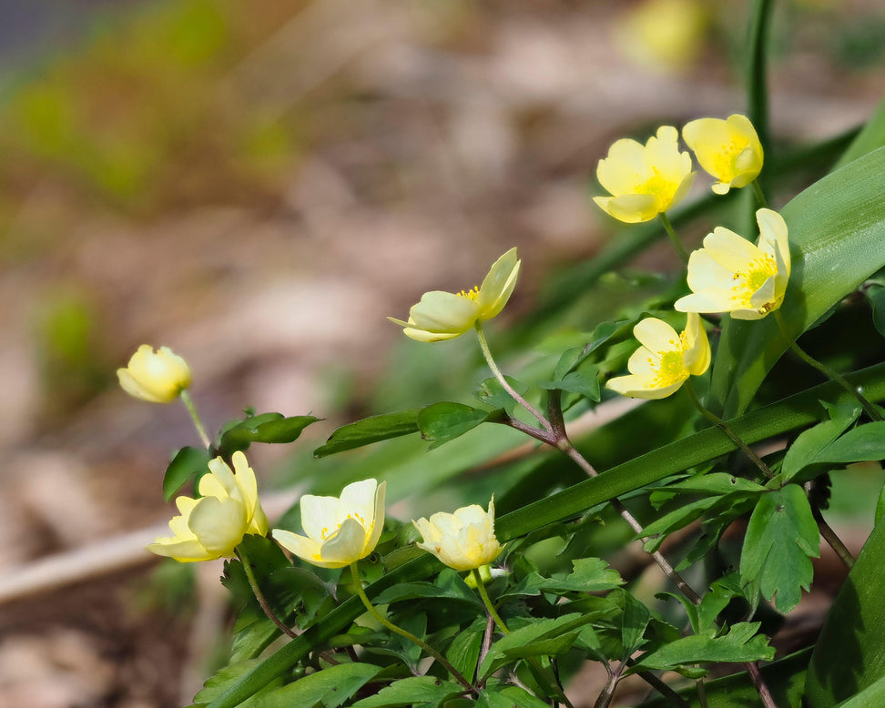 Anemone × lipsiensis