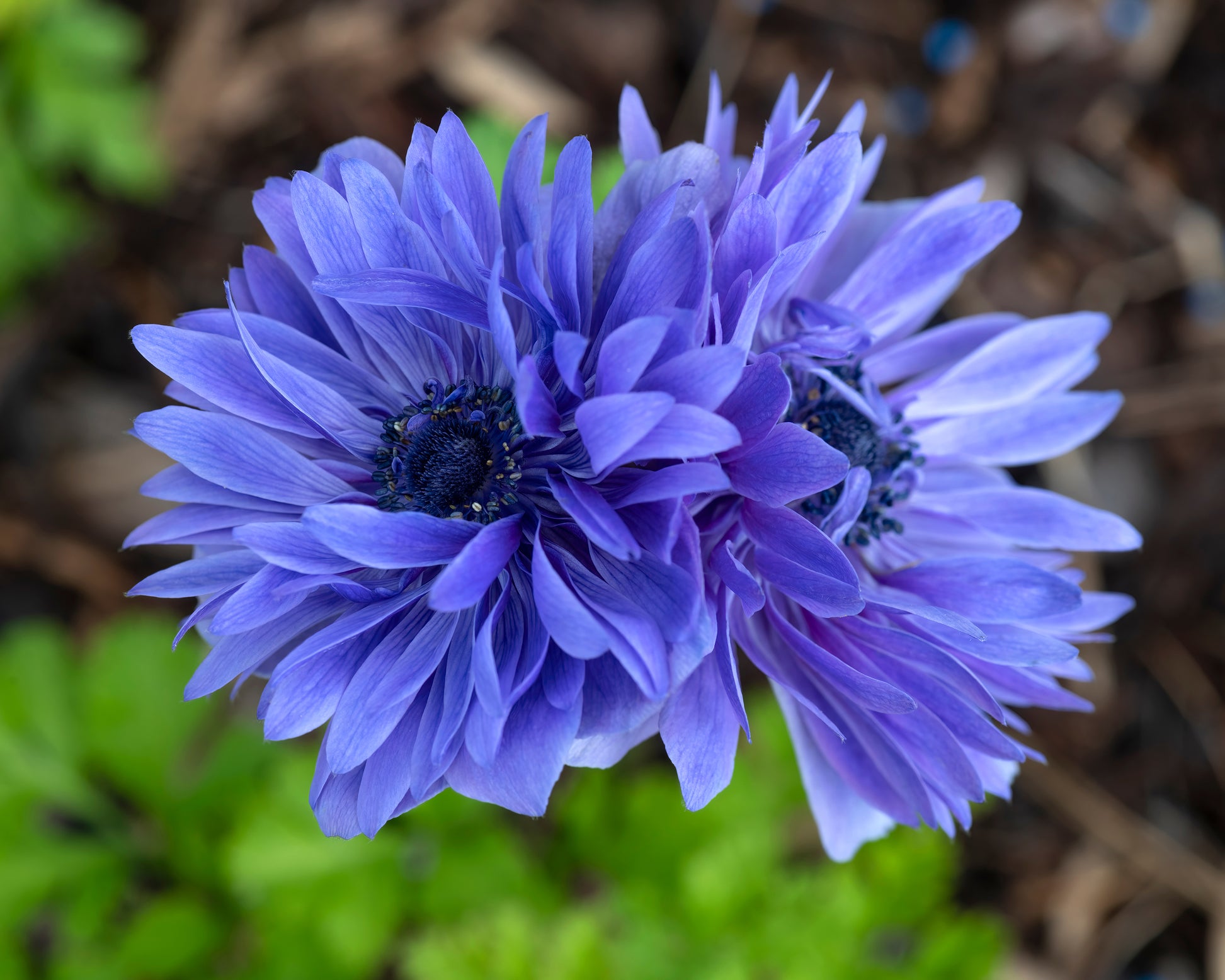 Anemone coronaria 'Lord Lieutenant' bulbs — Buy online at Farmer Gracy UK