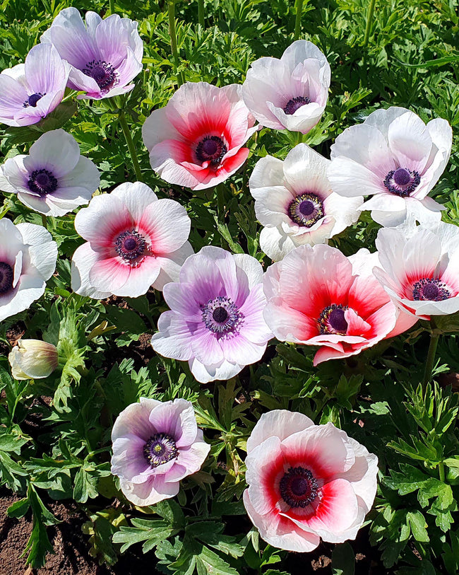 Anemone 'Fullstar Mix' bulbs Buy mixed double anemones online at
