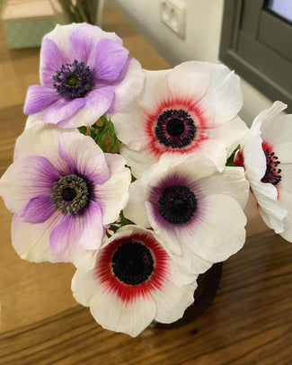 Anemone 'Radiant Rainbows'