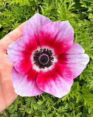 Anemone 'Rainbow Jaguar'