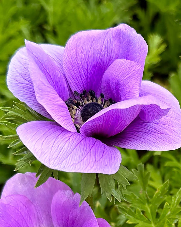 Anemone 'Rainbow Lavender'