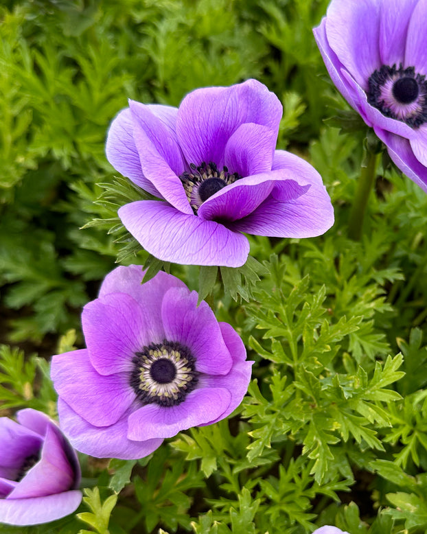 Anemone 'Rainbow Lavender'
