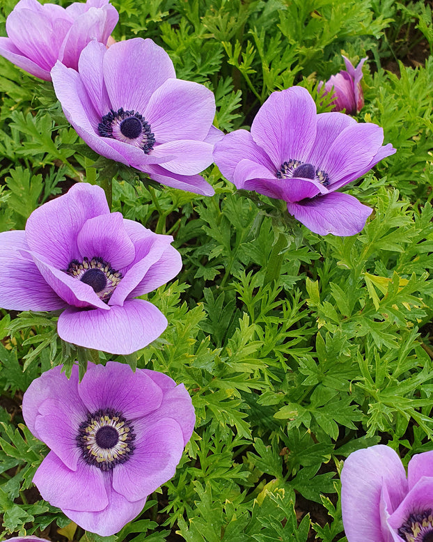 Anemone 'Rainbow Lavender'