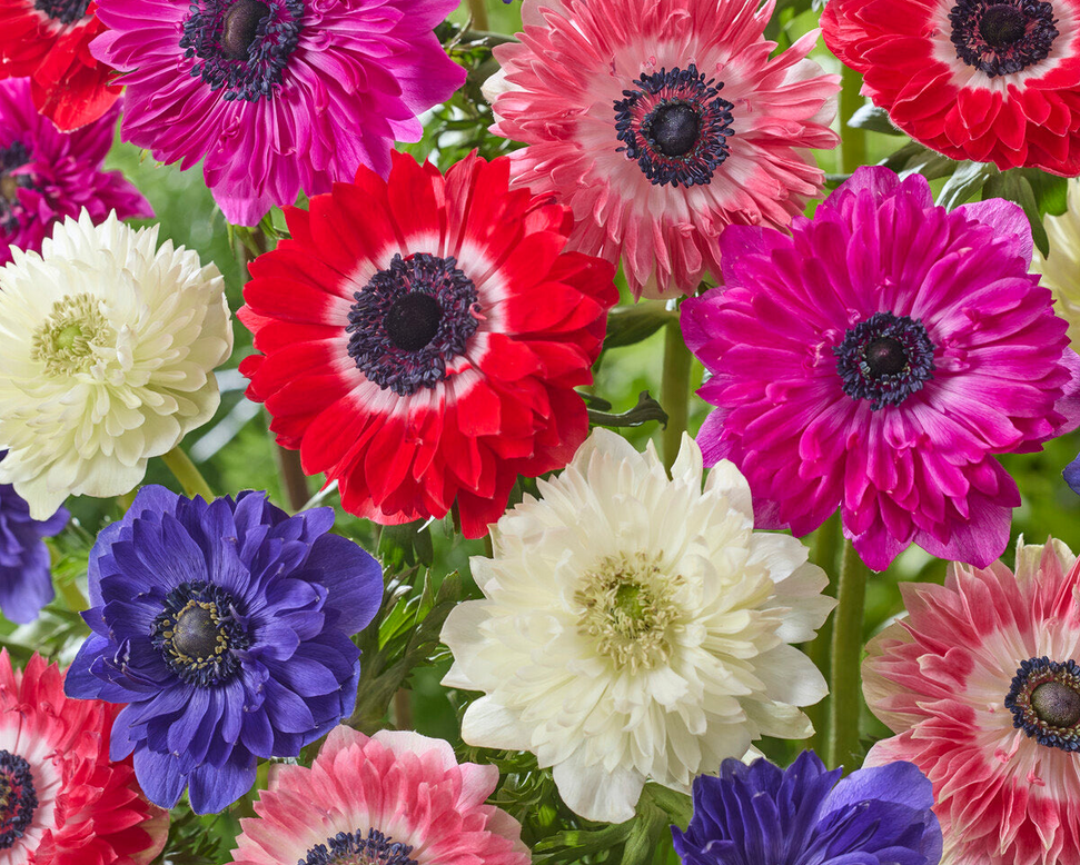 Anemone 'Riviera Mix'