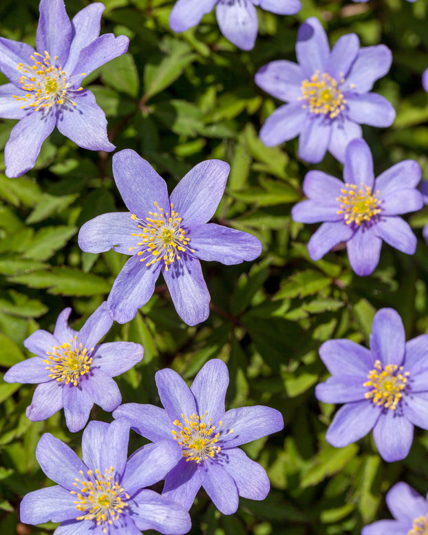 Anemone 'Robinsoniana'