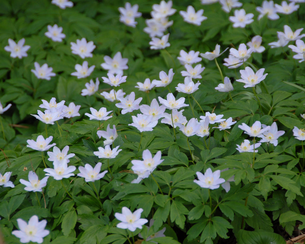 Anemone 'Robinsoniana'