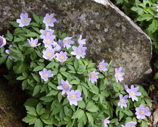 Anemone 'Robinsoniana'