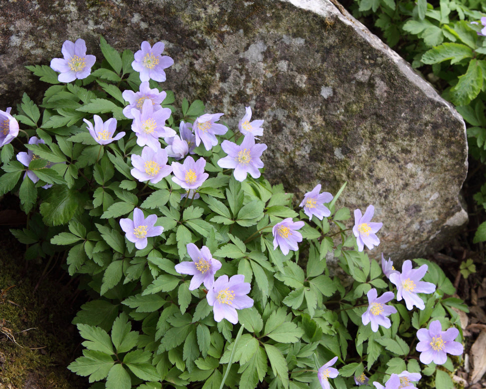 wood anemone 'Robinsoniana'