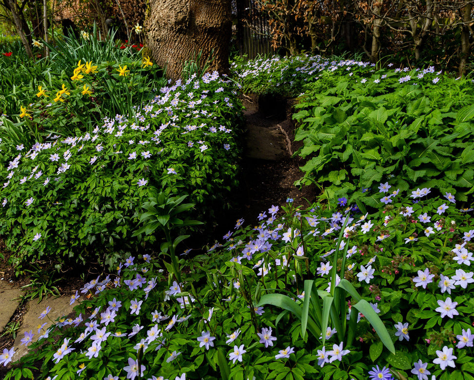 Anemone 'Robinsoniana'