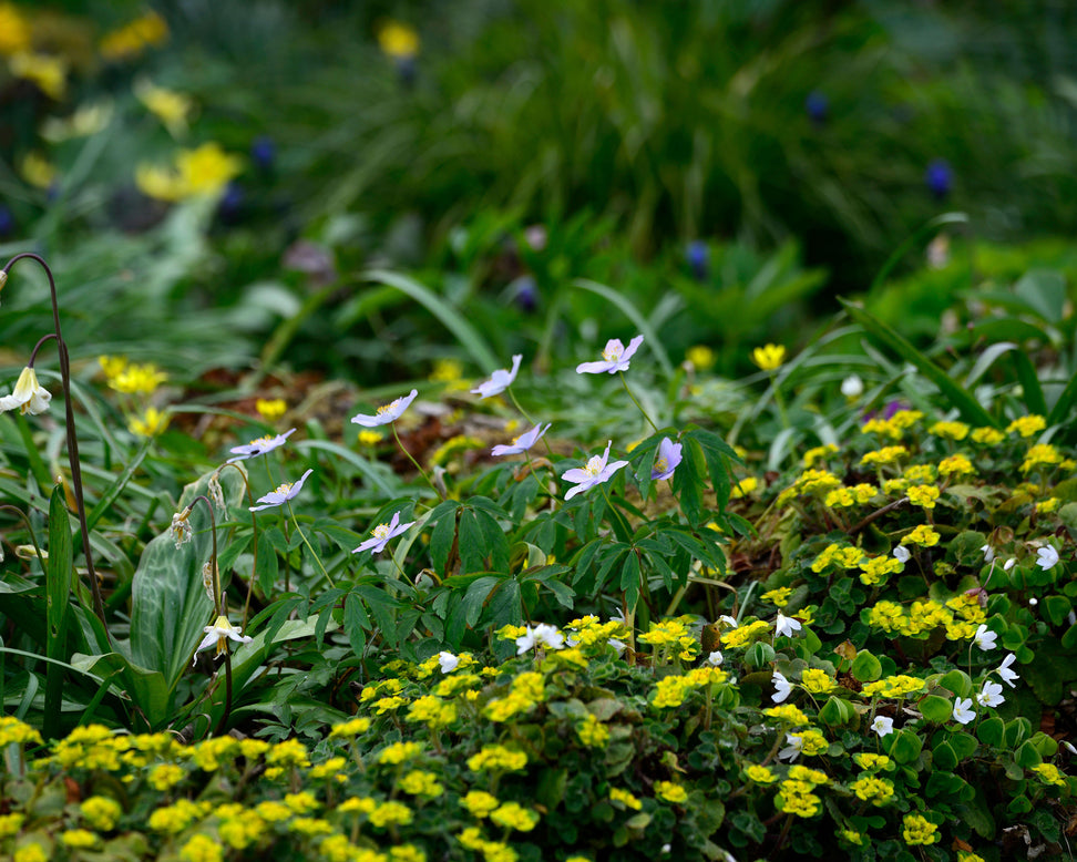 Anemone 'Robinsoniana'