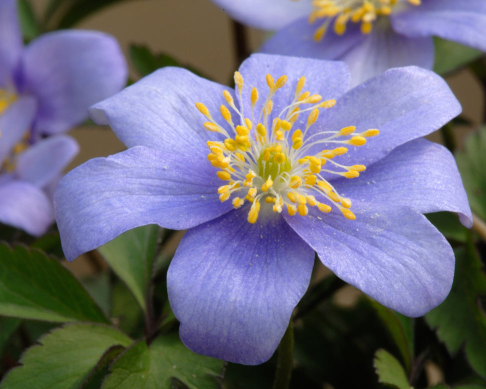 Anemone 'Royal Blue'