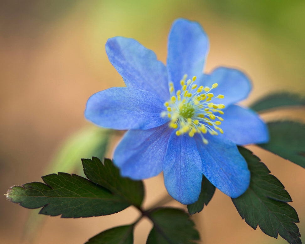 Anemone 'Royal Blue'