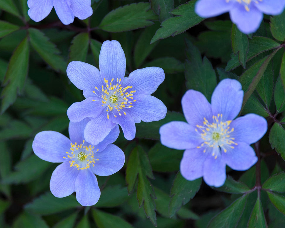 Anemone 'Royal Blue'
