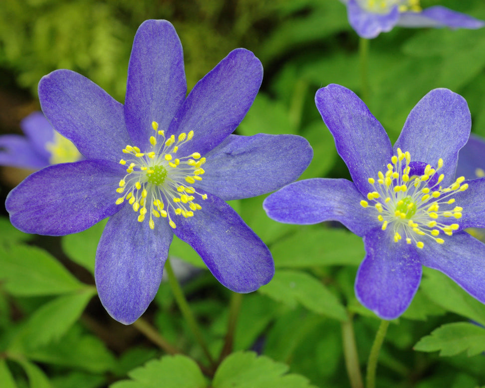 Anemone 'Royal Blue'