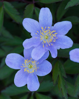 Anemone 'Royal Blue'