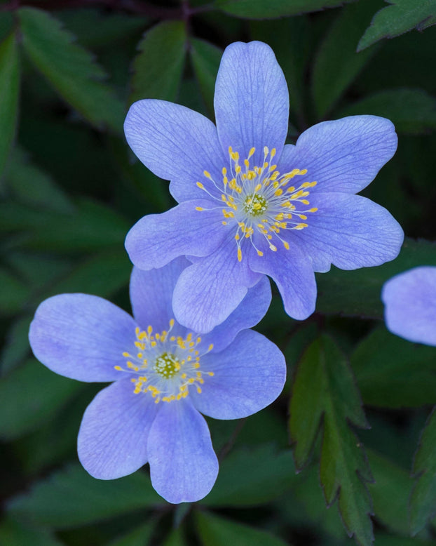 Anemone 'Royal Blue'