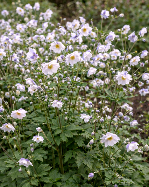 Anemone 'Ruffled Swan'