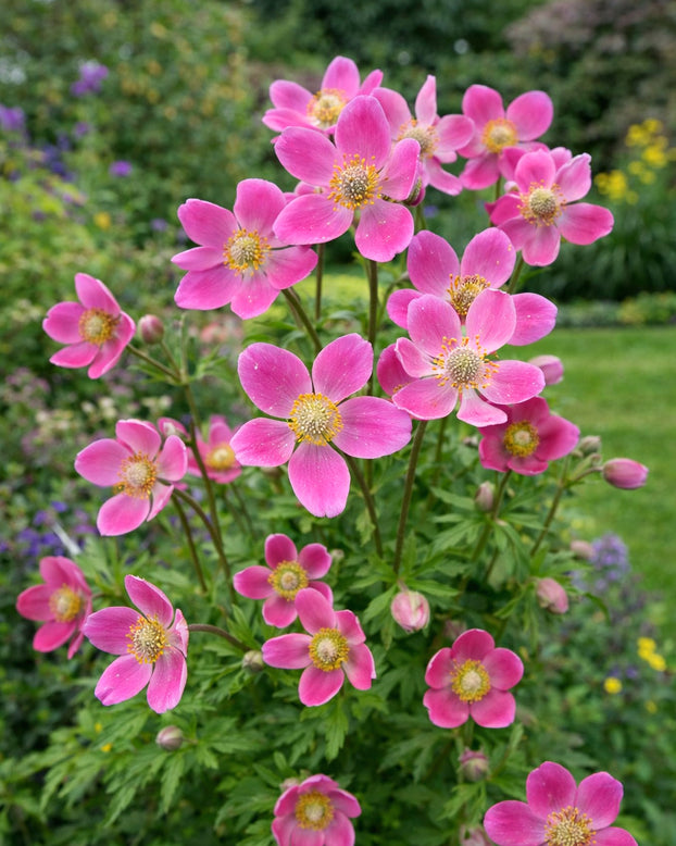 Anemone 'Spring Beauty Pink'