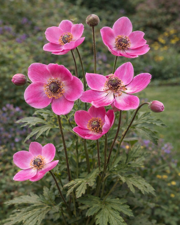 Anemone 'Spring Beauty Pink'