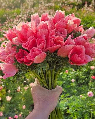 Anemone 'Macaron'