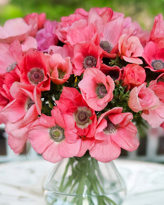 Anemone 'Macaron'
