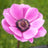 Anemones