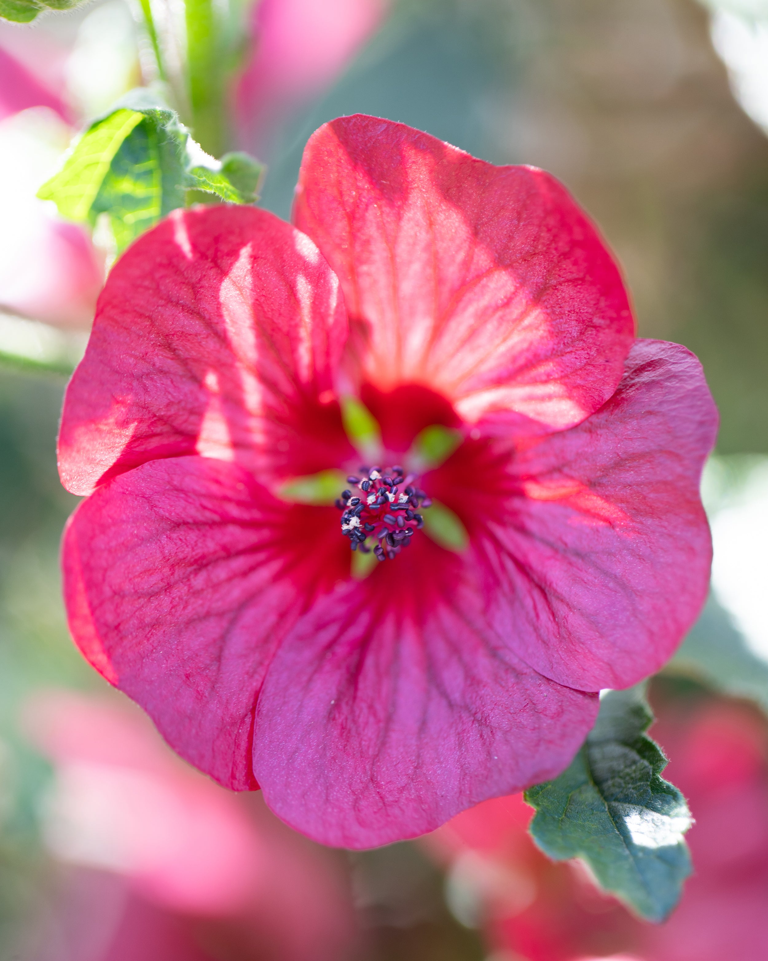 Anisodontea Capensis Candy Apple Buy Cape Mallow Online At Farmer anisodontea-capensis-candy-apple-buy-cape-mallow-online-at-farmer