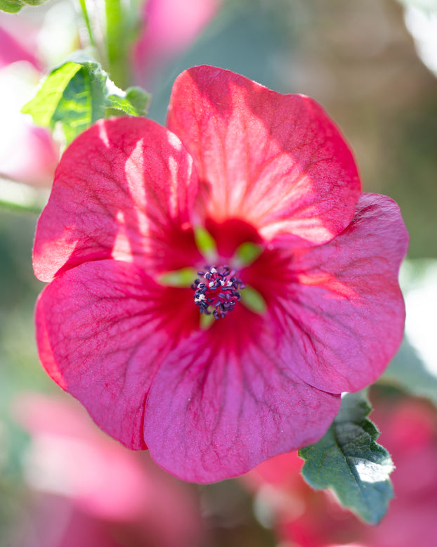 Anisodontea 'Candy Apple'