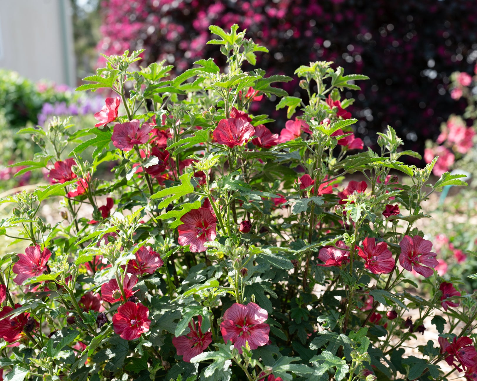 Anisodontea Capensis Candy Apple Buy Cape Mallow Online At Farmer anisodontea-capensis-candy-apple-buy-cape-mallow-online-at-farmer