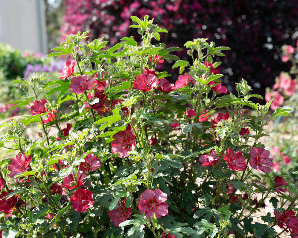 Anisodontea 'Candy Apple'