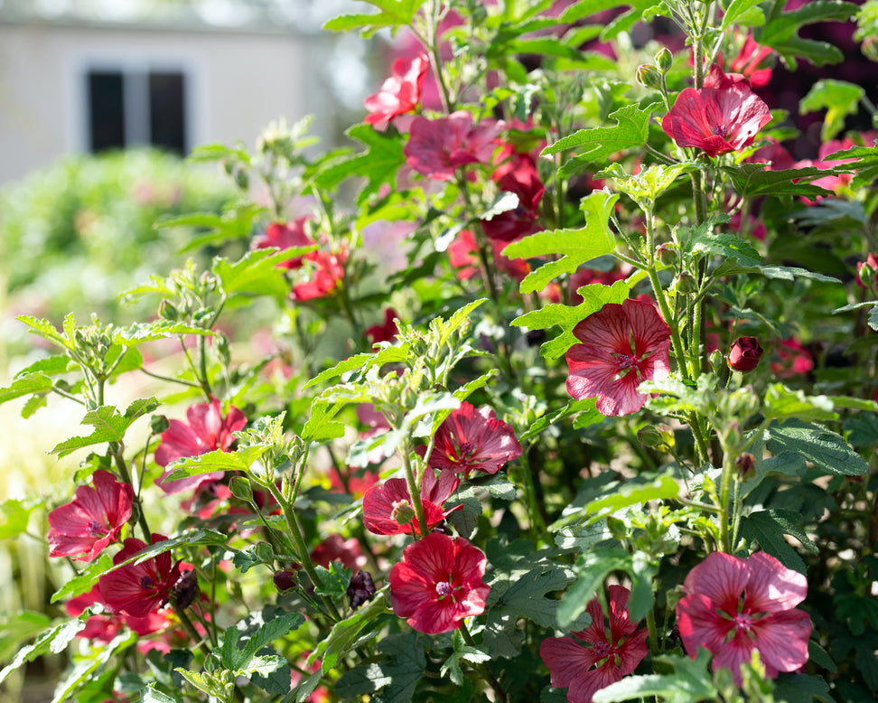 Anisodontea 'Candy Apple'