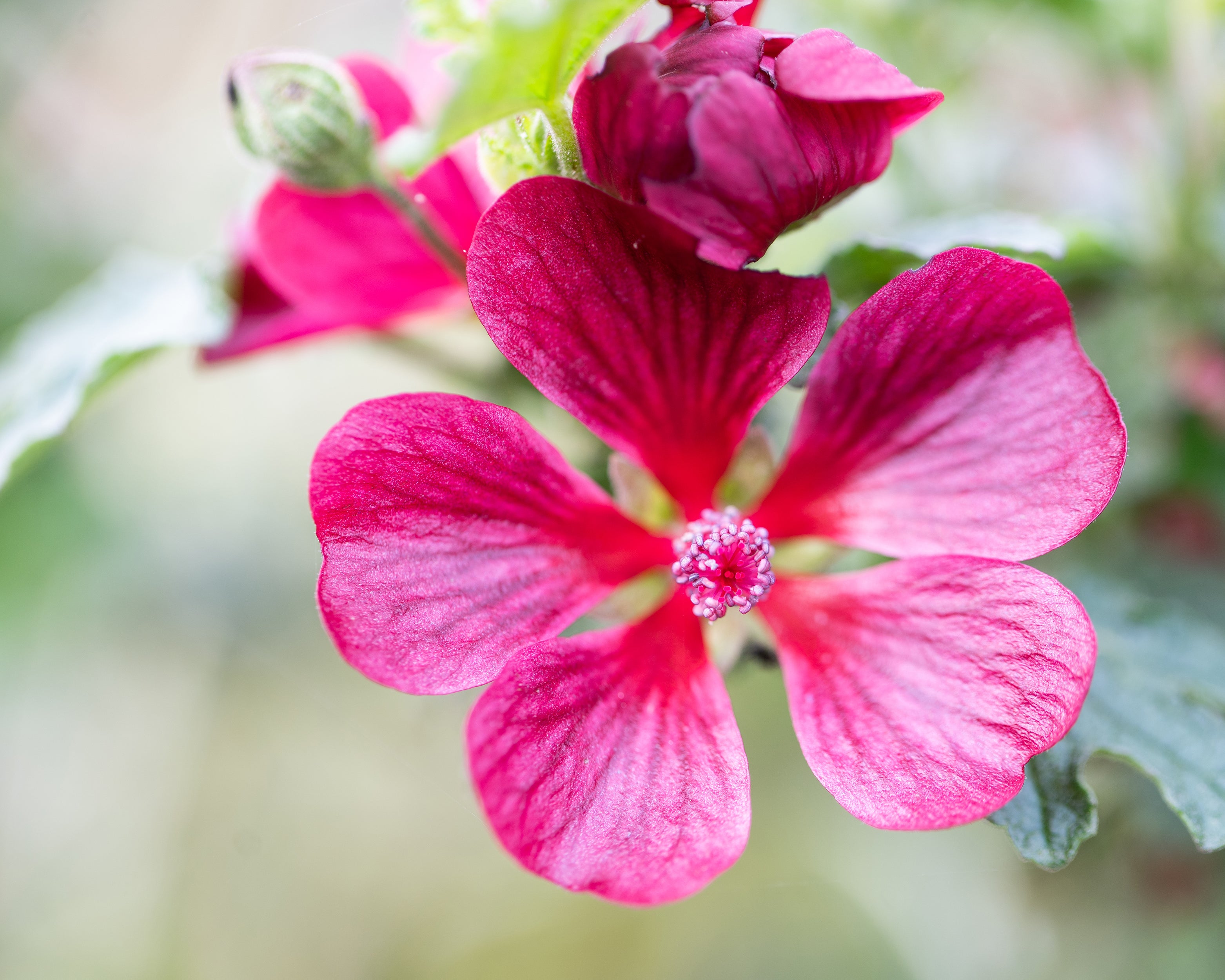 Anisodontea Capensis Candy Apple Buy Cape Mallow Online At Farmer anisodontea-capensis-candy-apple-buy-cape-mallow-online-at-farmer
