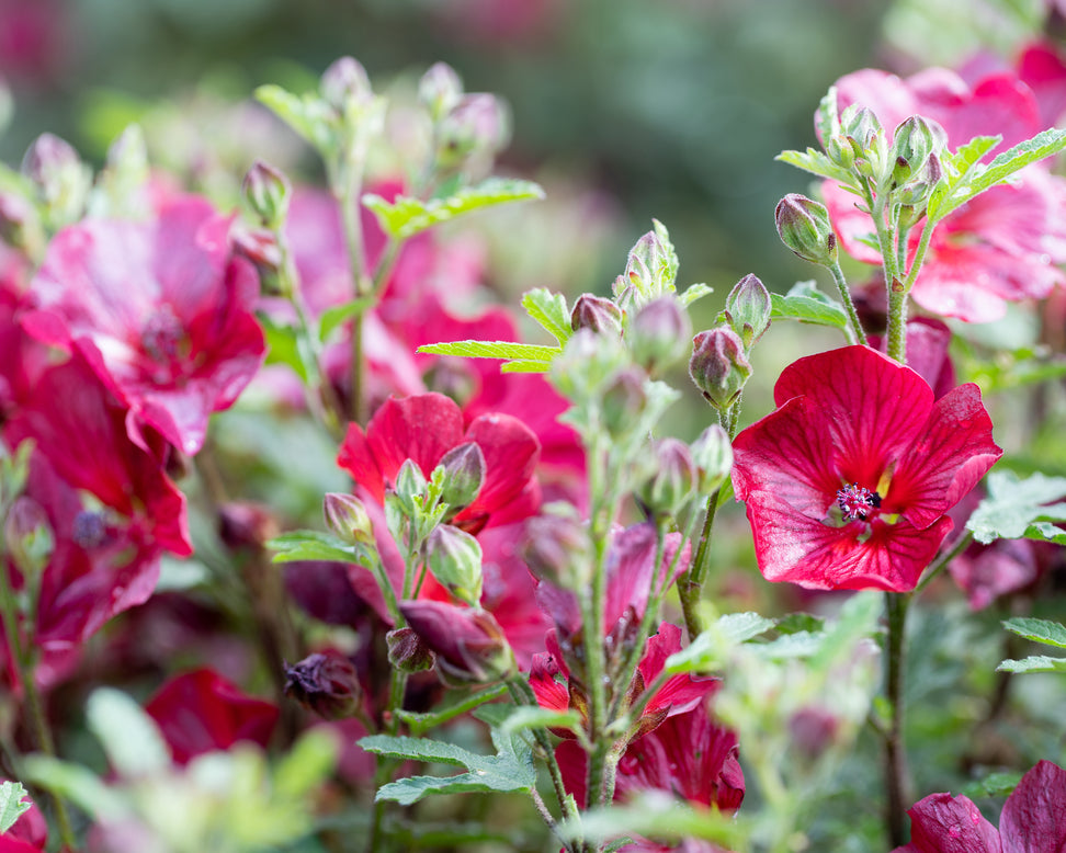 Anisodontea 'Candy Apple'